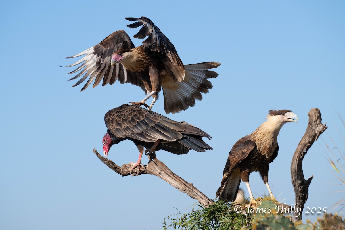 Катарта-индейка - ML648583414