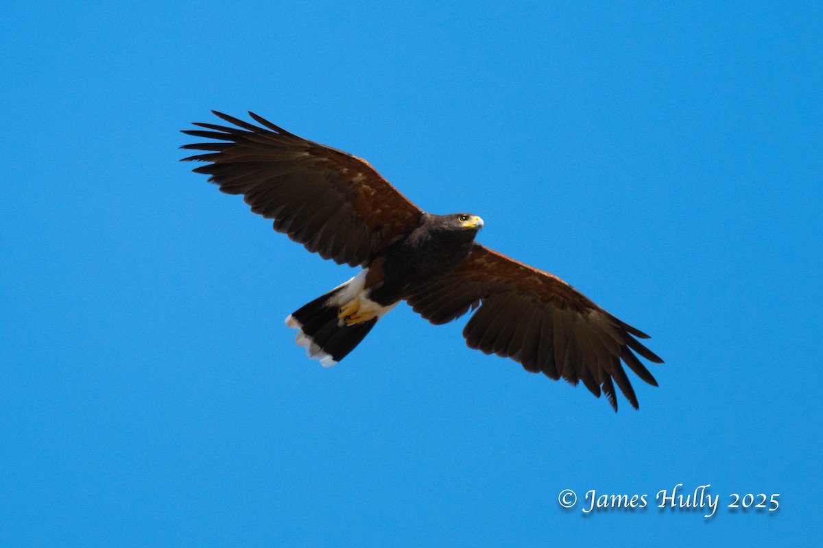 Орлиный канюк - ML648583444