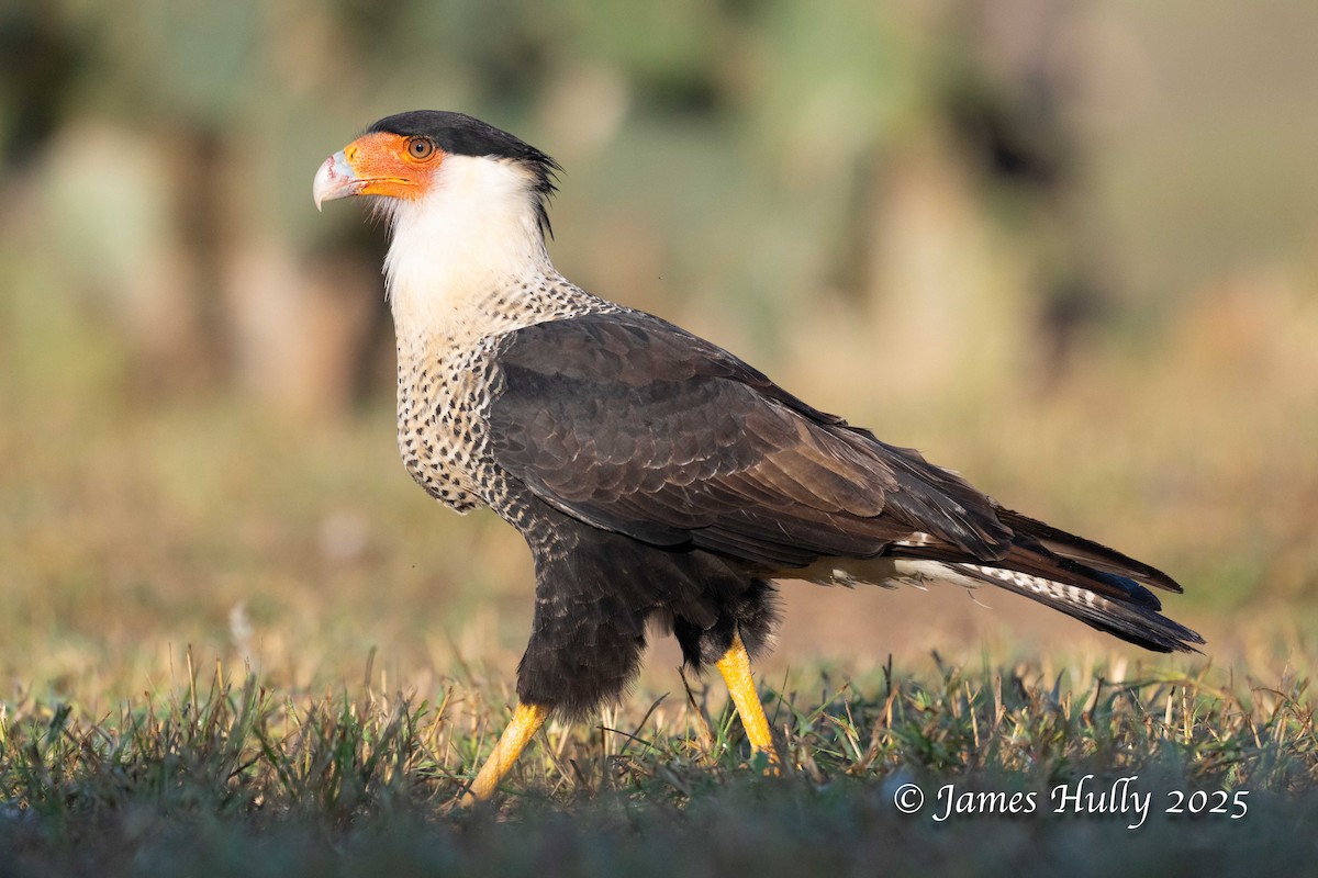 Равнинная каракара - ML648583476