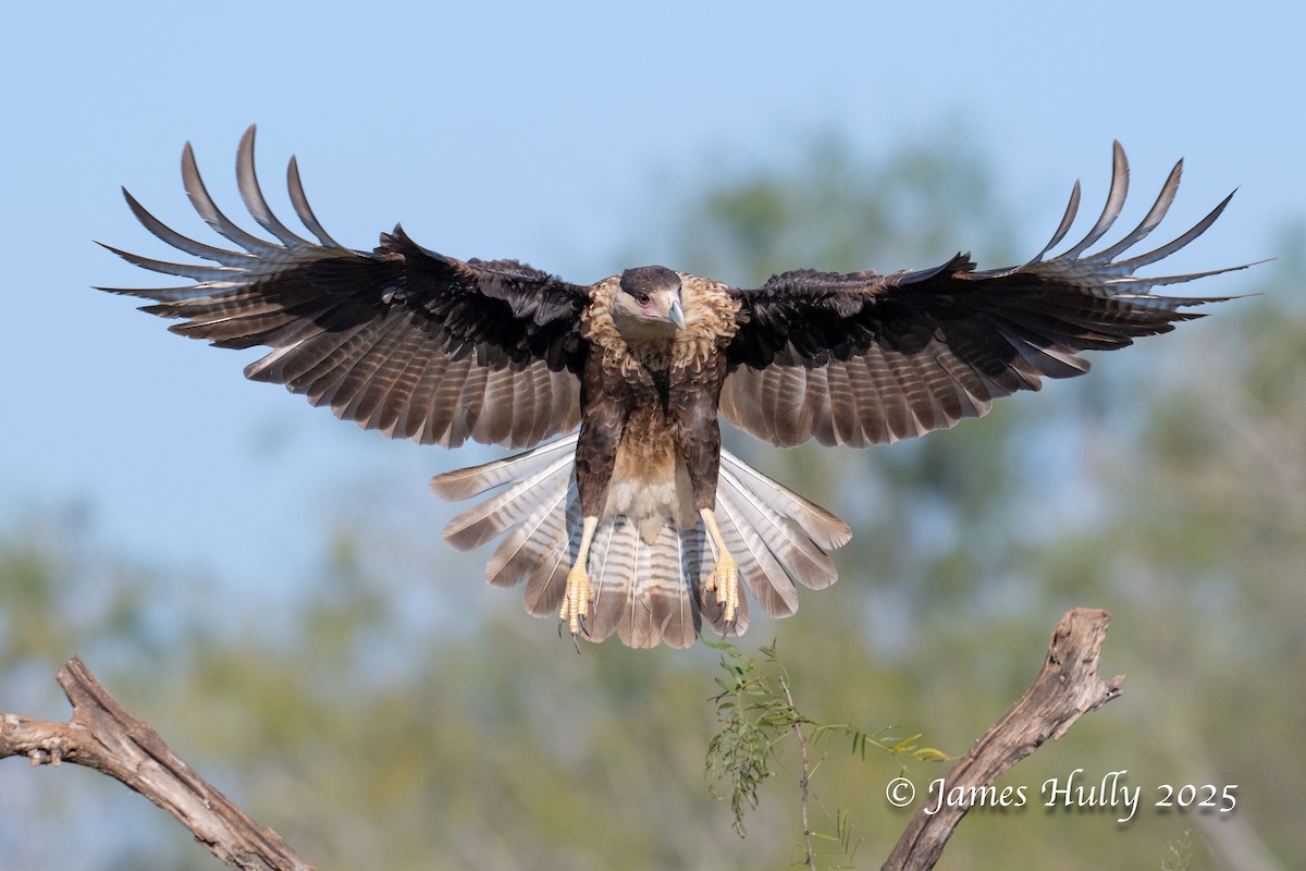 Равнинная каракара - ML648583480