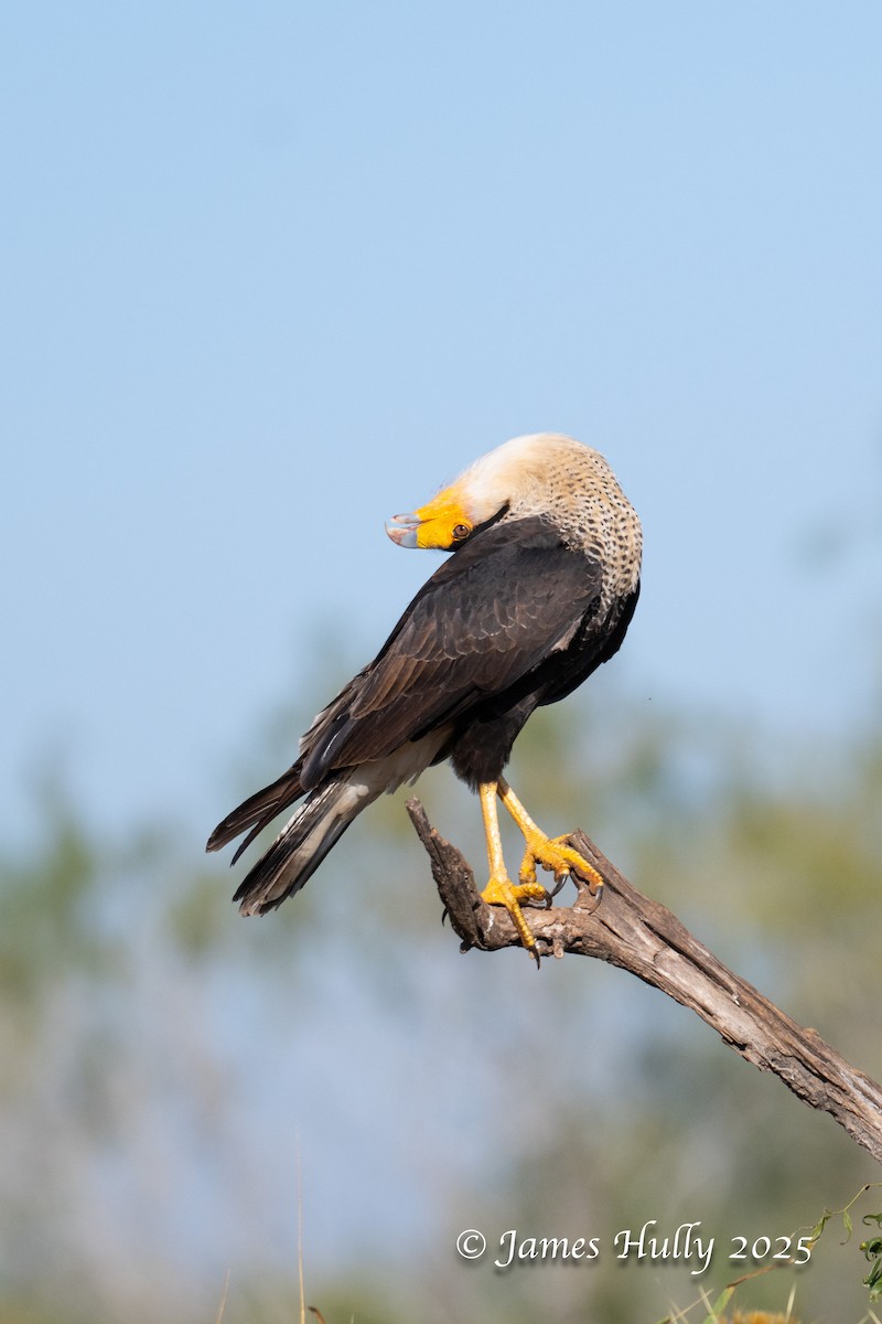 Равнинная каракара - ML648583485