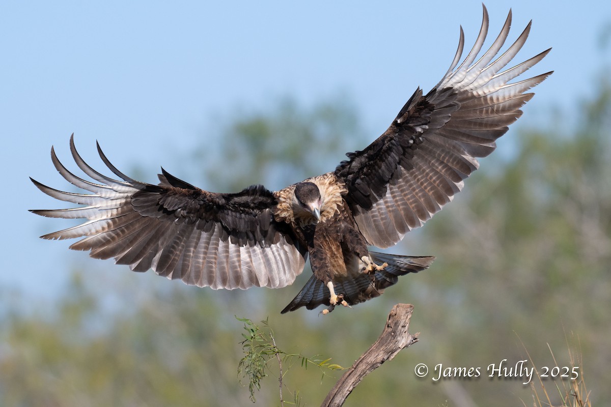 Равнинная каракара - ML648583496