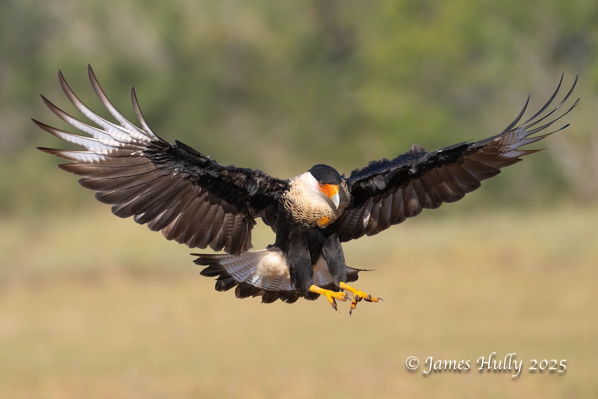 Равнинная каракара - ML648583497