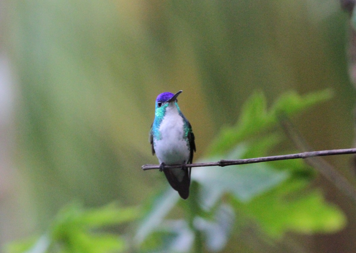 Andean Emerald - ML64858351