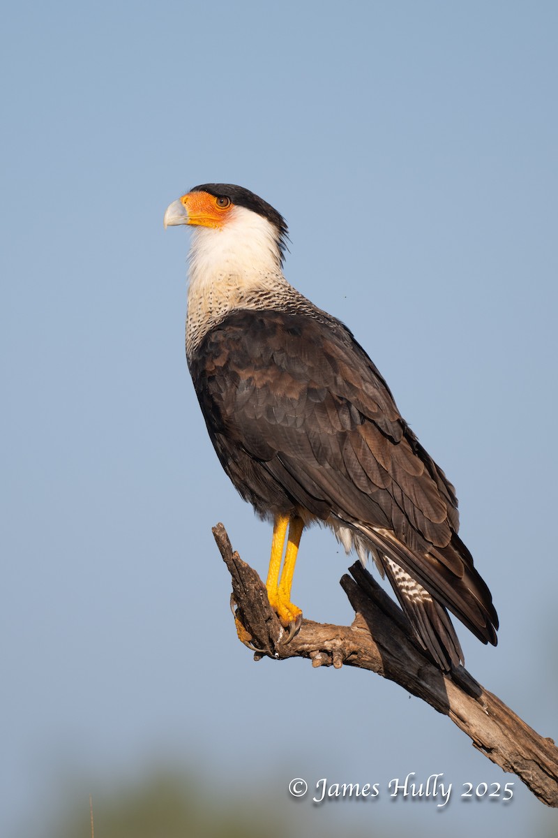 Равнинная каракара - ML648583527