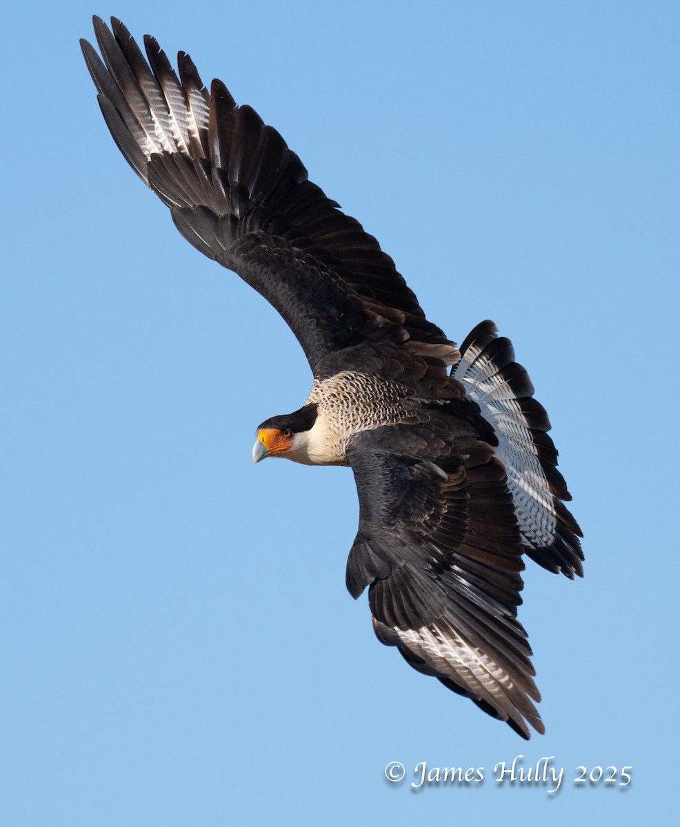 Равнинная каракара - ML648583534