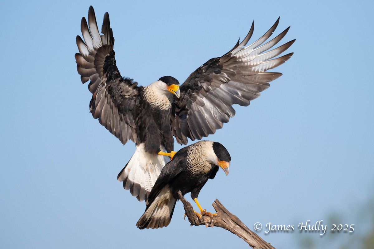 Равнинная каракара - ML648583537