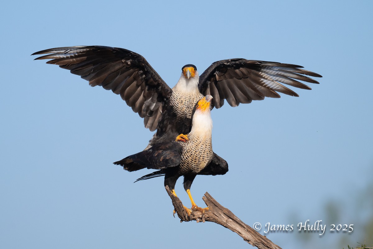 Равнинная каракара - ML648583538