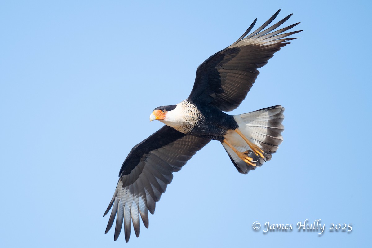 Равнинная каракара - ML648583546