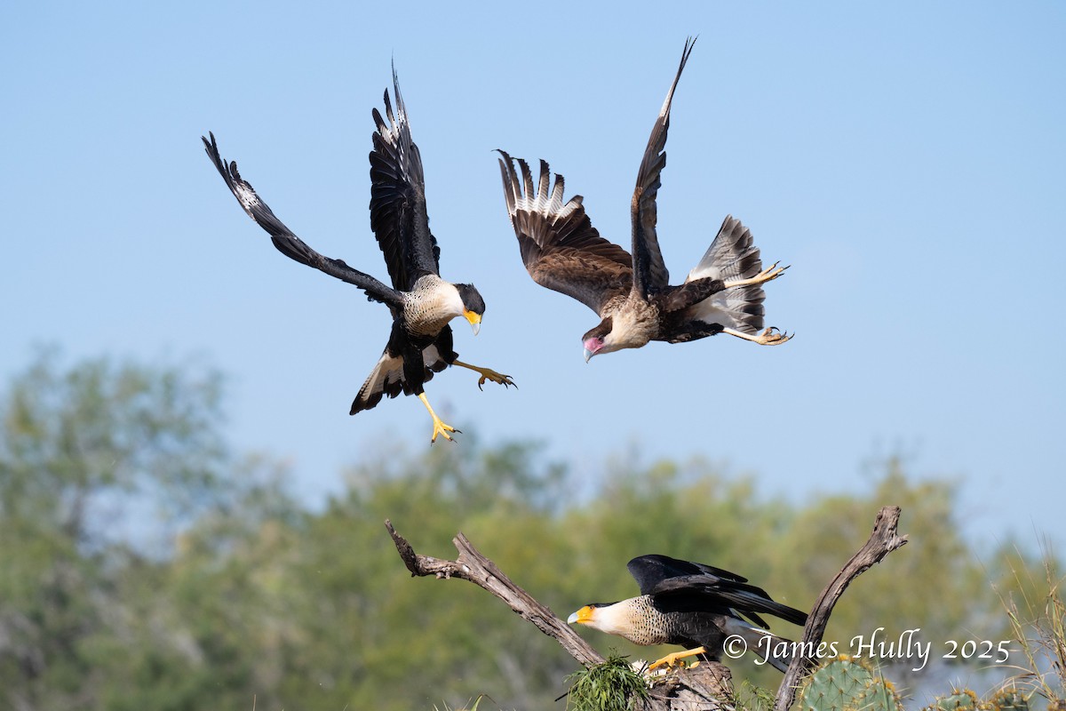 Равнинная каракара - ML648583549