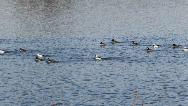 Bufflehead - ML648583980