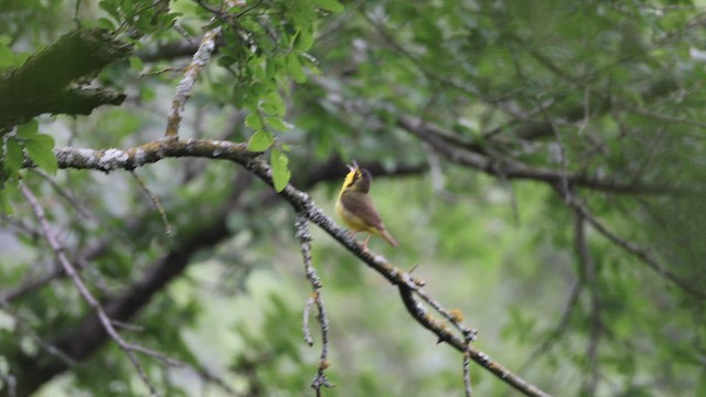 Kentucky Warbler - ML648584318