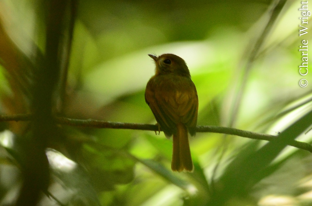 Ruddy-tailed Flycatcher - ML64858441