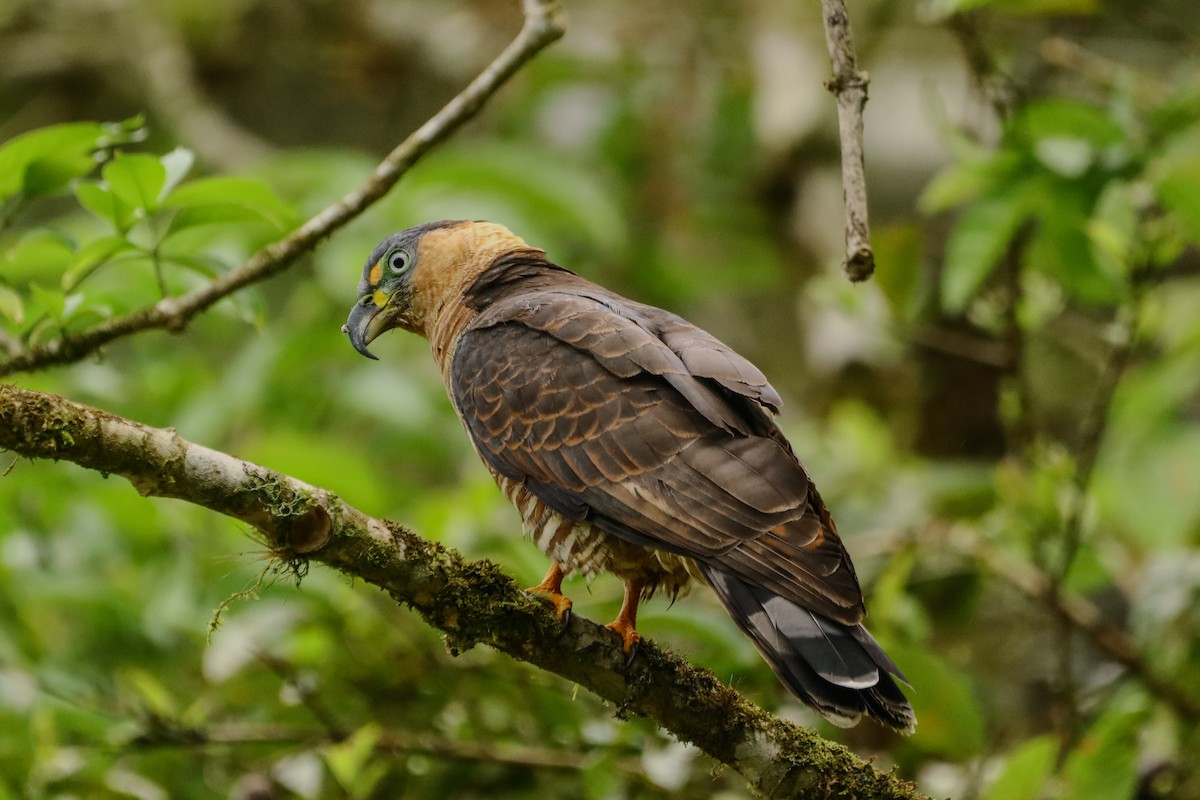 Hook-billed Kite - ML648584547