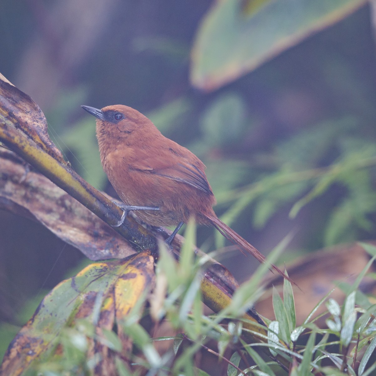 Rufous Spinetail - Peter Hawrylyshyn