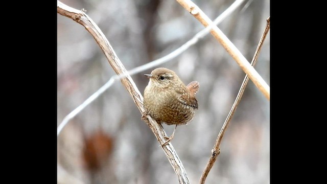 フユミソサザイ - ML648584738