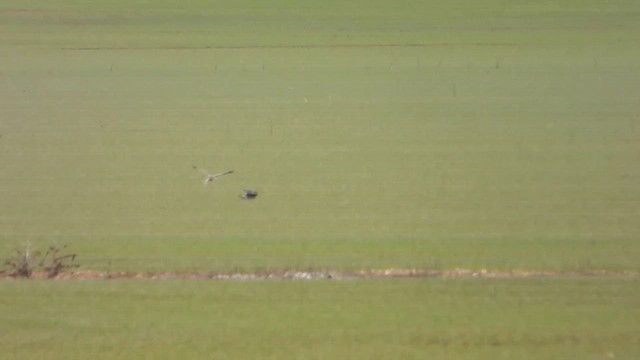 Northern Harrier - ML648585254