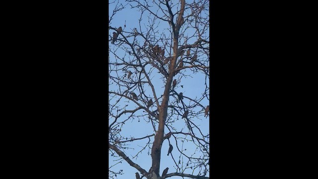 Sedir İpekkuyruğu - ML648585287