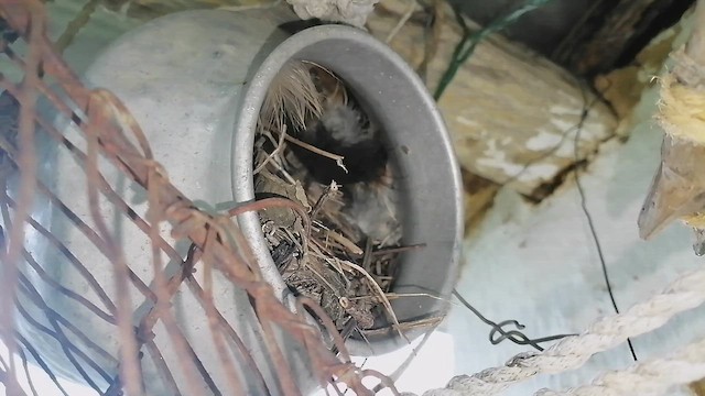 Southern House Wren - ML648585420