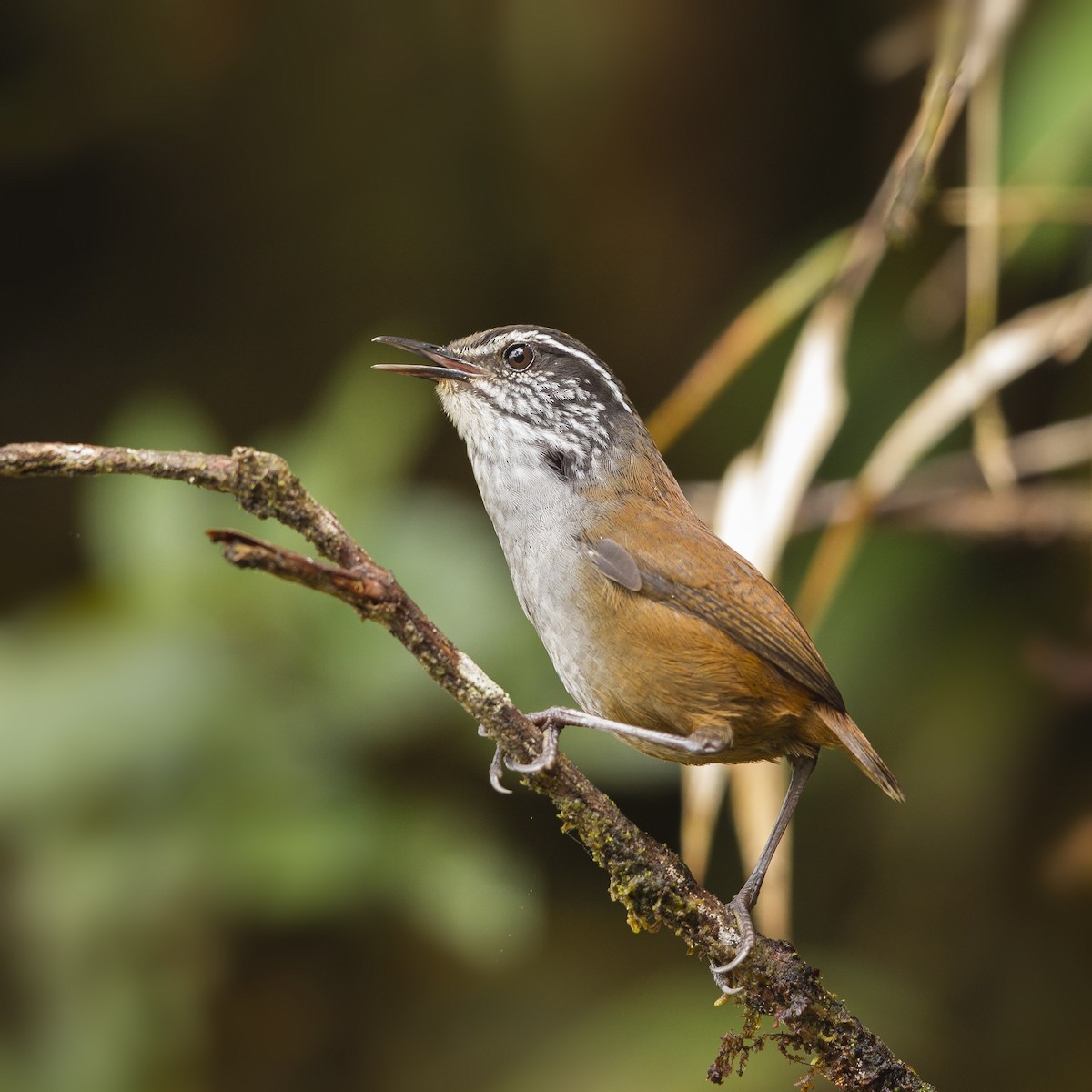 Munchique Wood-Wren - Peter Hawrylyshyn