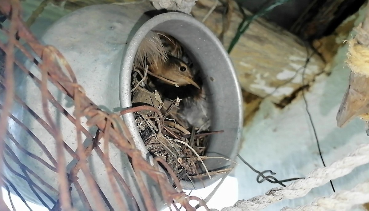 Southern House Wren - ML648585637