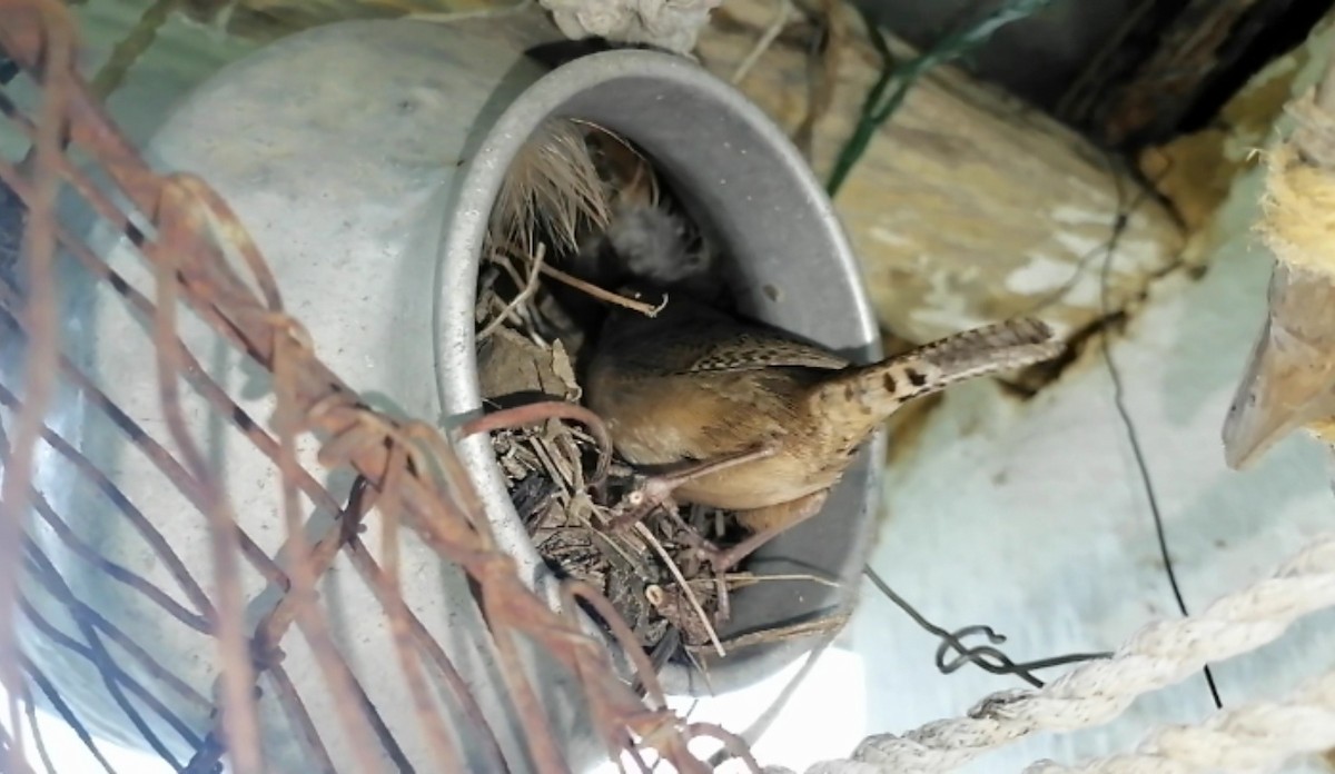Southern House Wren - ML648585638