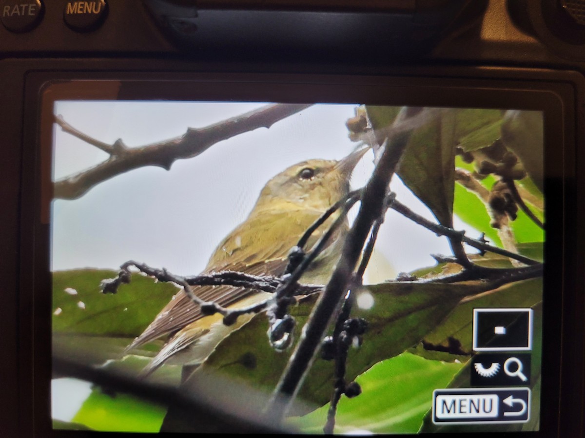 Tennessee Warbler - Liam Wolff