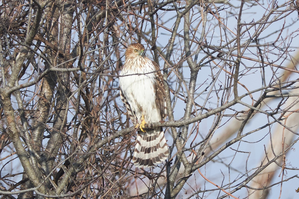 Яструб чорноголовий - ML648585963