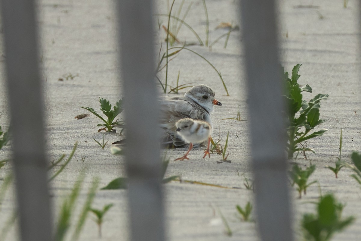 Piping Plover - ML648586174