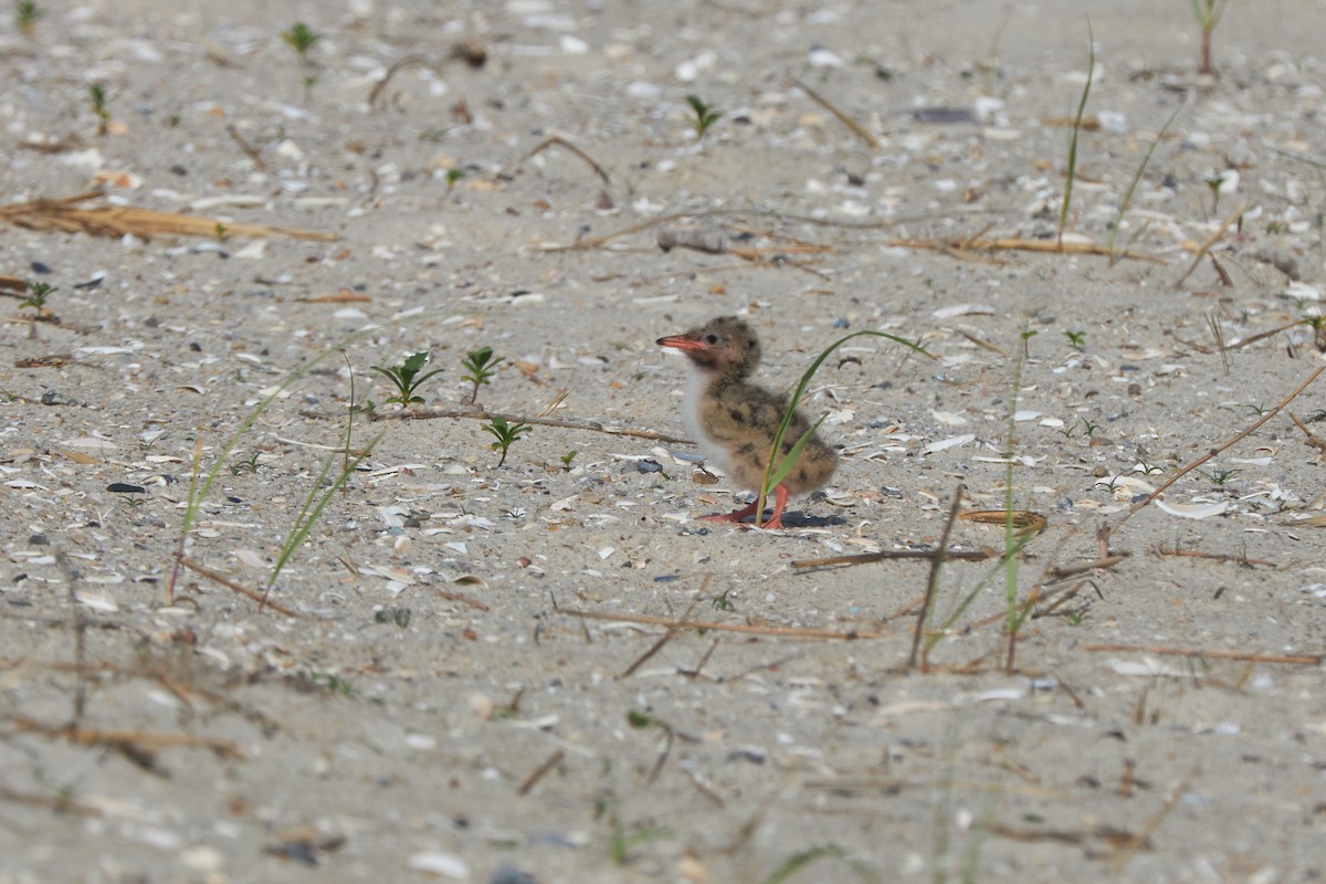 Common Tern - ML648586285