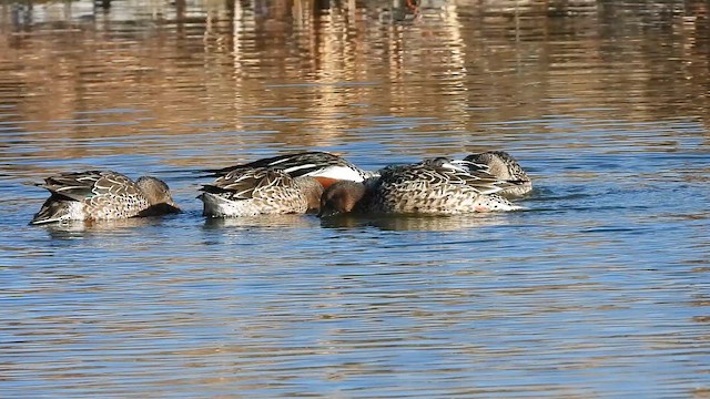 skjeand - ML648586354