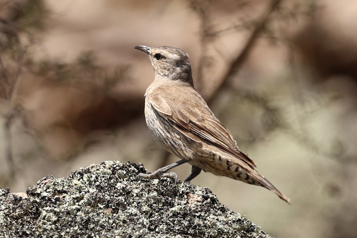 eBird Checklist - 9 Jan 2026 - Naas Road at Apollo Road - 4 species