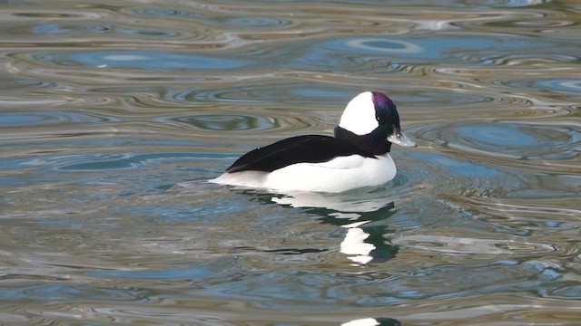 ヒメハジロ - ML648586728