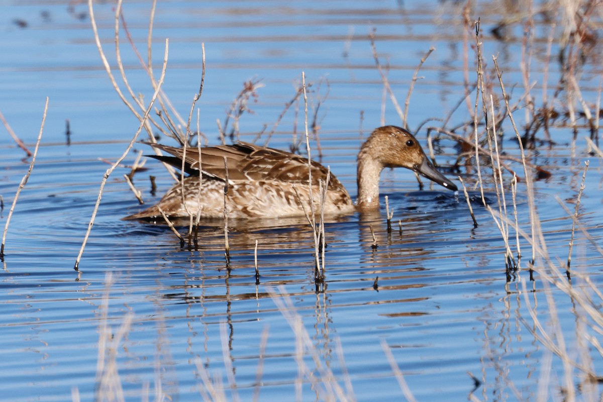 California Bird Atlas Checklist - 9 Jan 2026 - Ocean Beach County Park ...