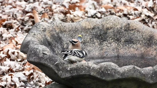 Sedir İpekkuyruğu - ML648587159