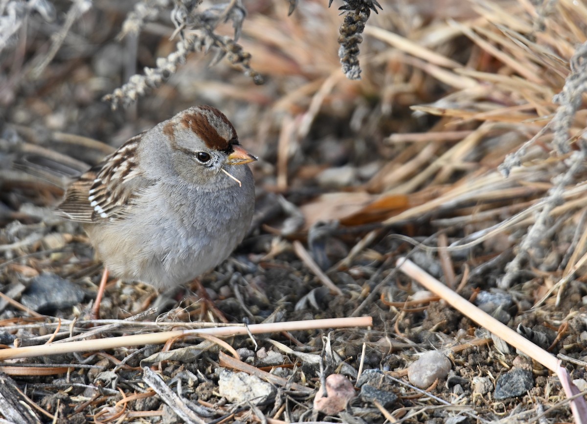 White-crowned Sparrow (Gambel's) - ML648587686