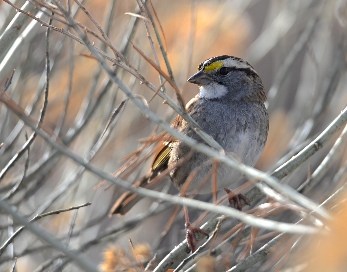 White-throated Sparrow - ML648587695