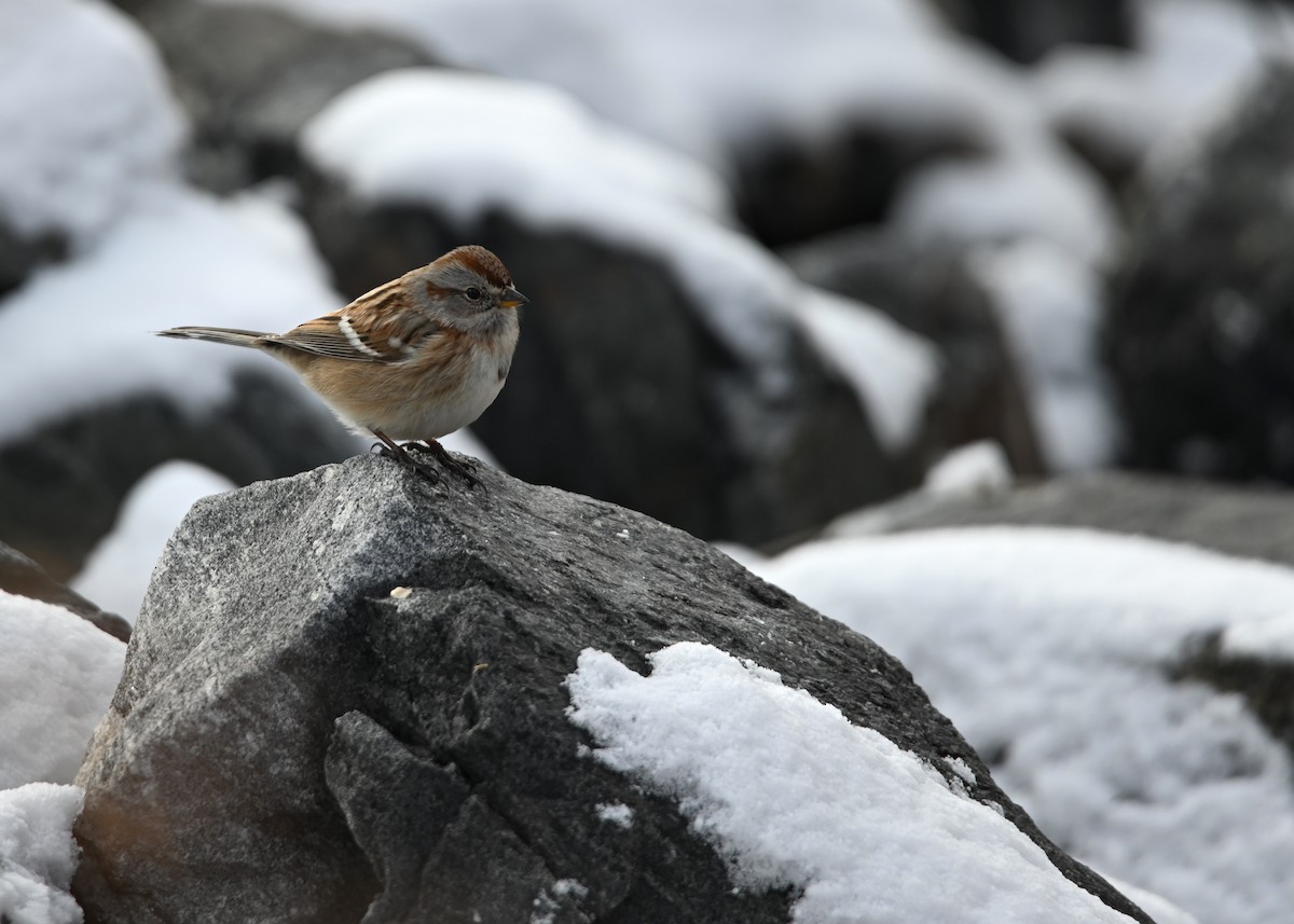 American Tree Sparrow - ML648587715