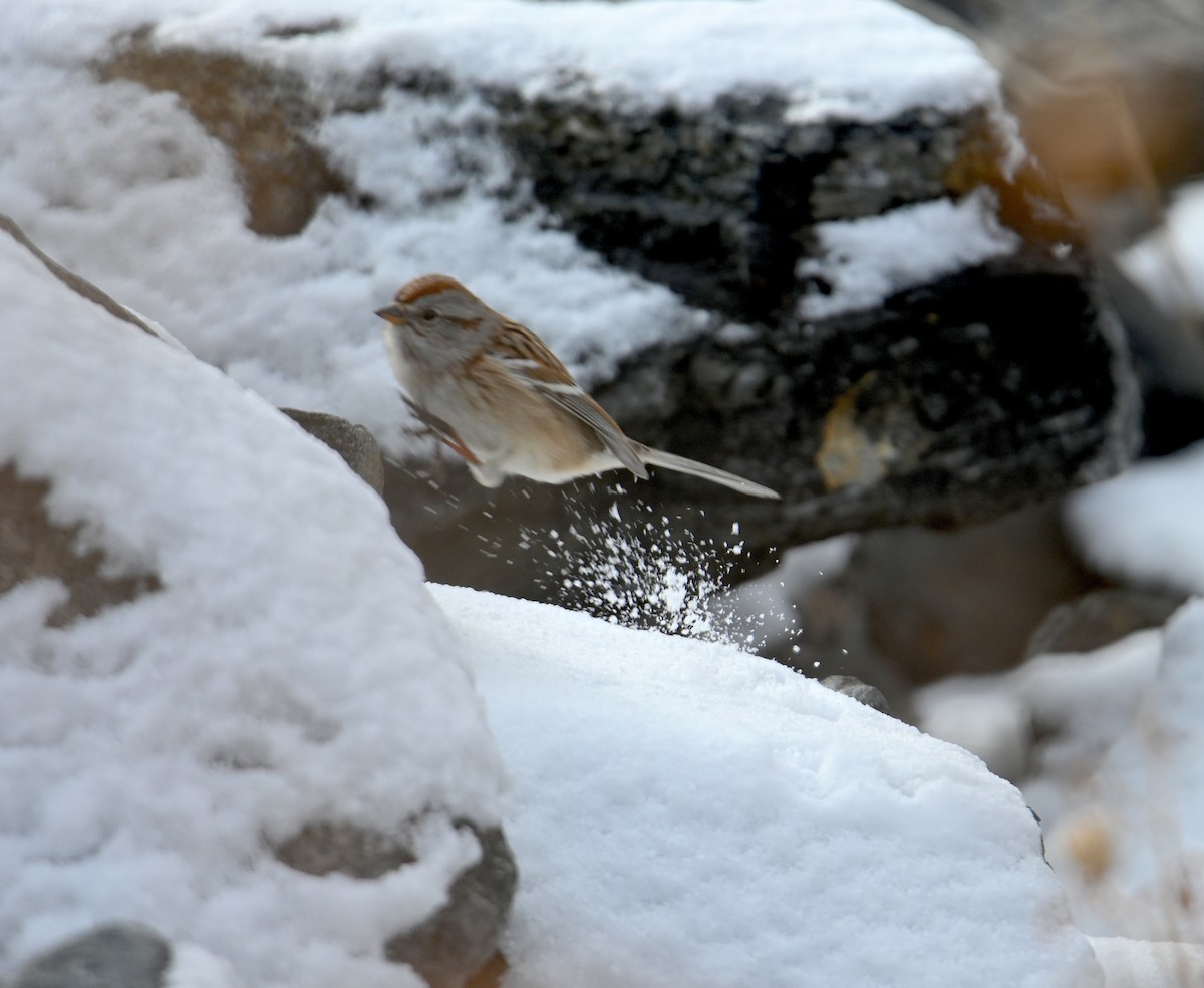 American Tree Sparrow - ML648587716