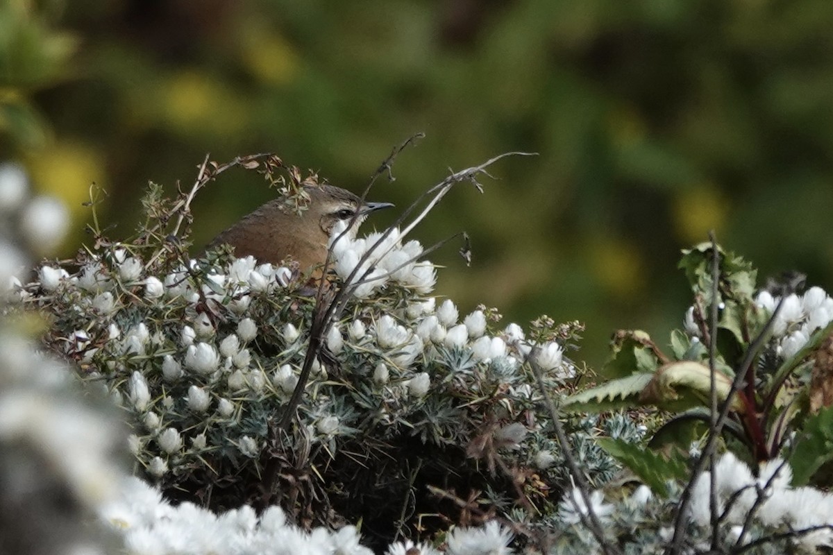 Cinnamon Bracken-Warbler - ML648587782