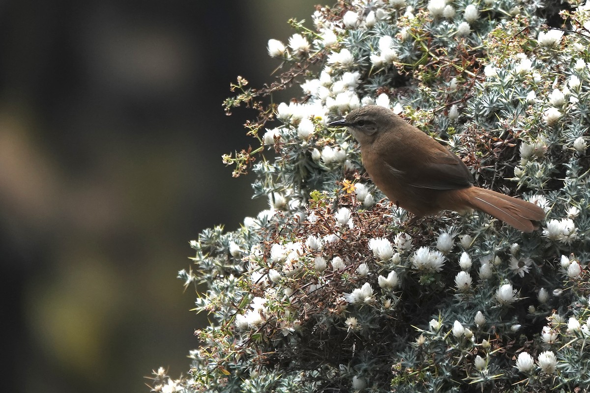 Cinnamon Bracken-Warbler - ML648587797