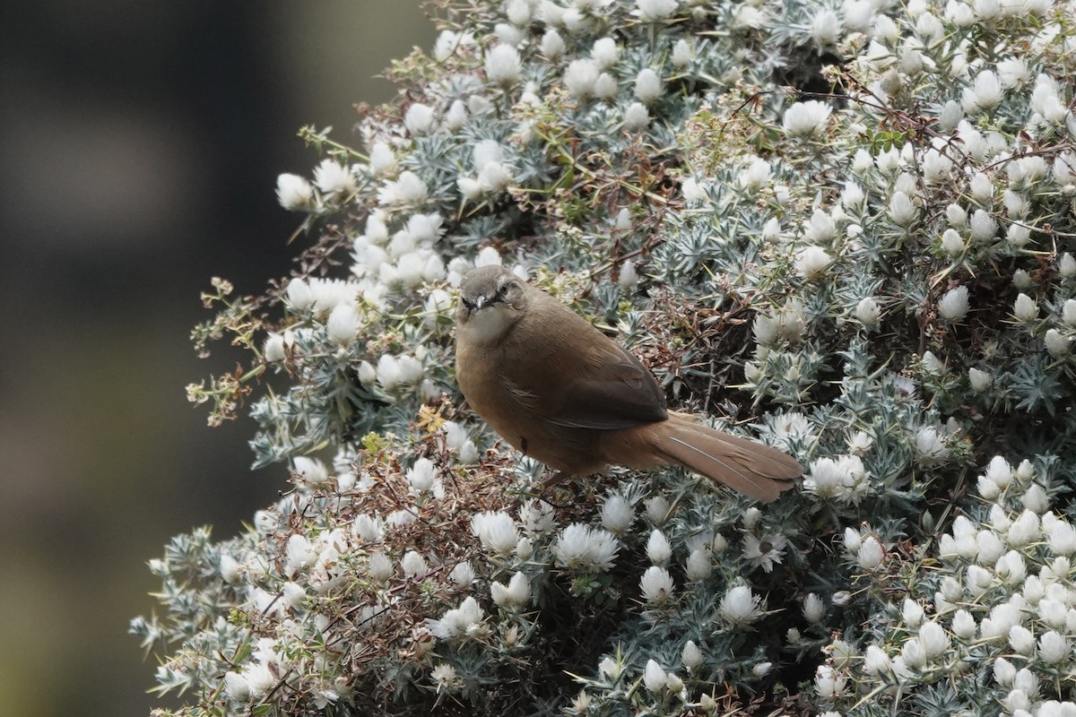 Cinnamon Bracken-Warbler - ML648587800