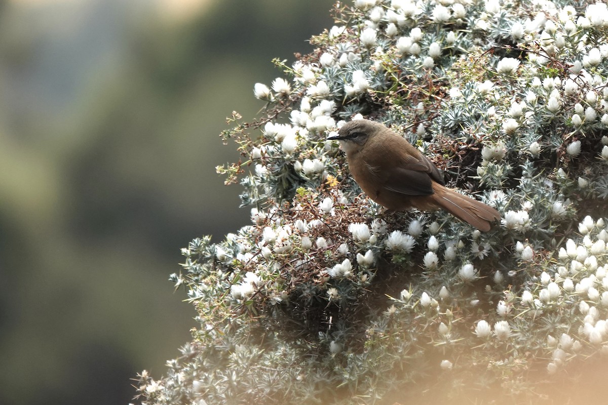 Cinnamon Bracken-Warbler - ML648587802