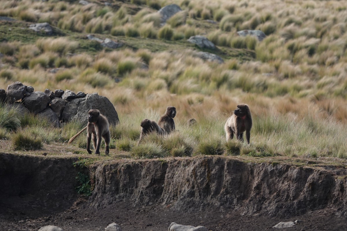 Animals - ML648587832