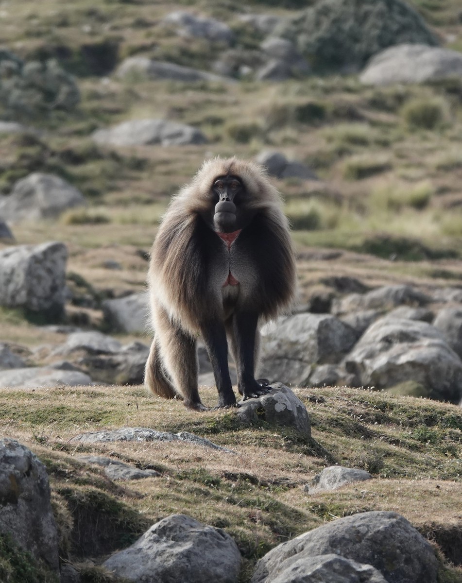 Animals - ML648587840