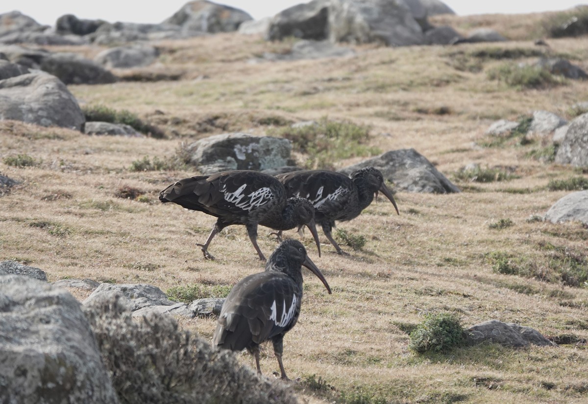 Wattled Ibis - ML648587852