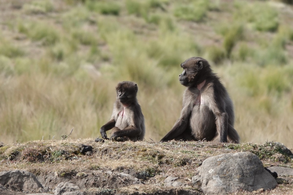 Animals - ML648587870