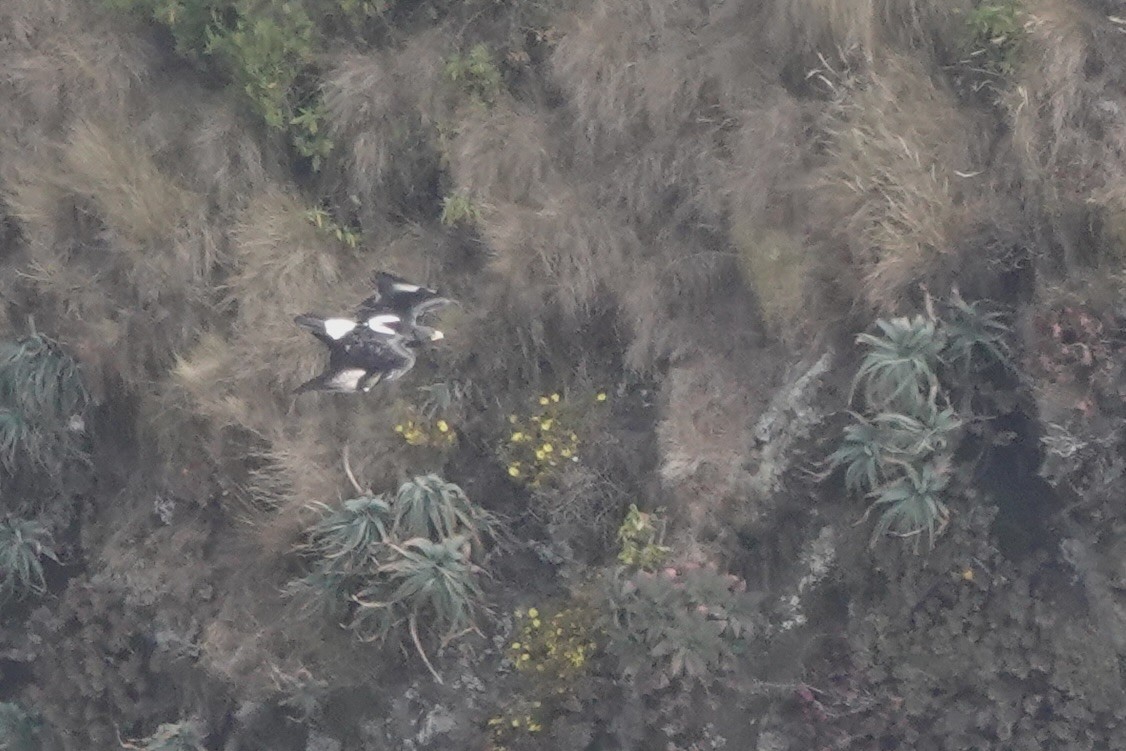 Verreaux's Eagle - ML648587908