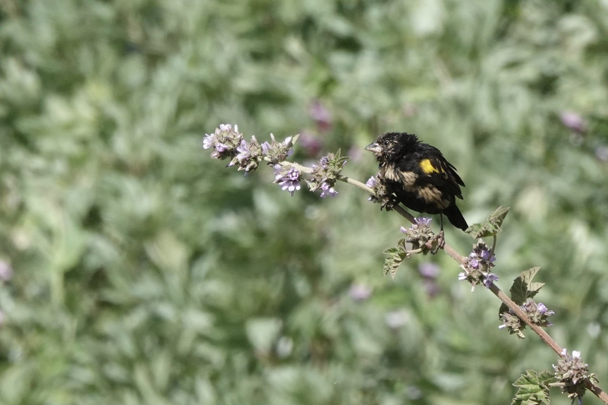 Yellow Bishop (Ethiopian) - ML648587957
