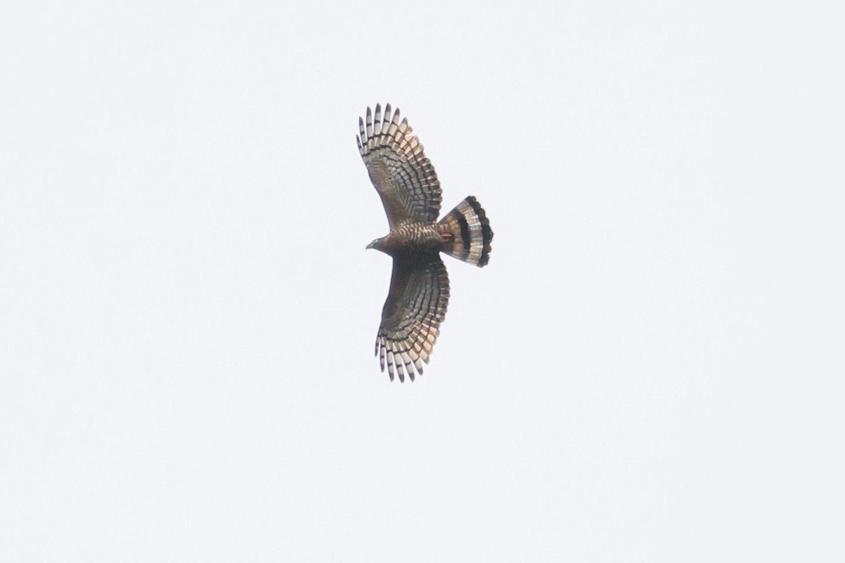 Hook-billed Kite - ML648587978